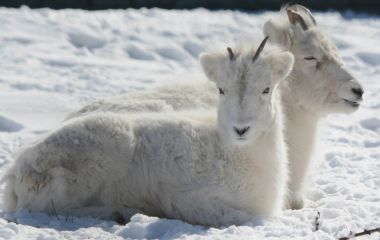 Dall Sheep Ewe And Lamb In Winter Habitat clipart
