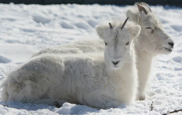 Dall pecora pecora e agnello in habitat invernale — Foto Stock