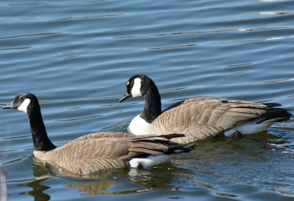 Par de gansos de Canadá nadando en el estanque —  Fotos de Stock