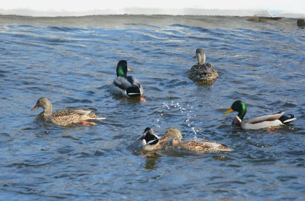 Grupo de Mallards nadando en el río — Foto de Stock