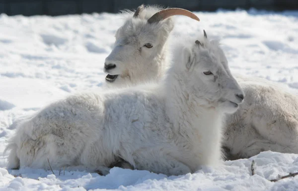 Vértes téli pihenő Dall juhok — Stock Fotó
