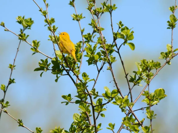 Primavera cantando Warbler amarillo —  Fotos de Stock