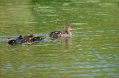 Kapüşonlu Merganser tavuk ve damızlık