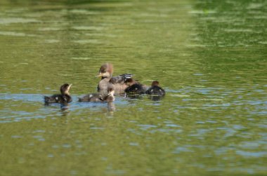 Kapüşonlu Merganser tavuk yüzme onu damızlık ile