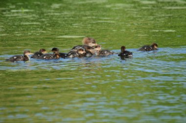 Yüzme Merganser aile Kapşonlu