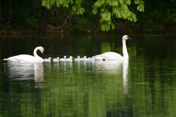 Swan familia nadando juntos — Foto de Stock