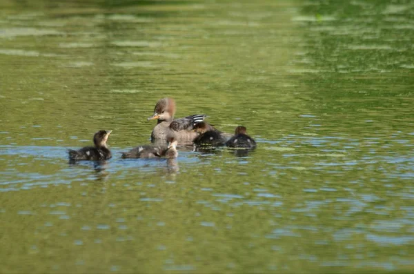 Kapüşonlu Merganser tavuk yüzme onu damızlık ile