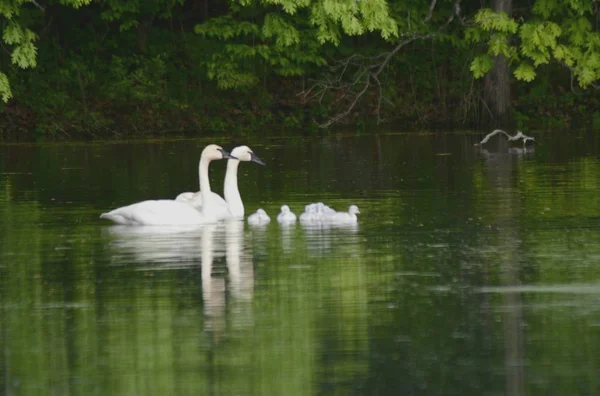 Trumpeter Swan Family Swimming Together On A Pond