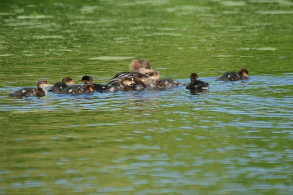 Yüzme Merganser aile Kapşonlu