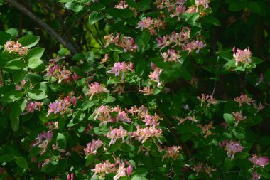 Vahşi pembe Hanımeli