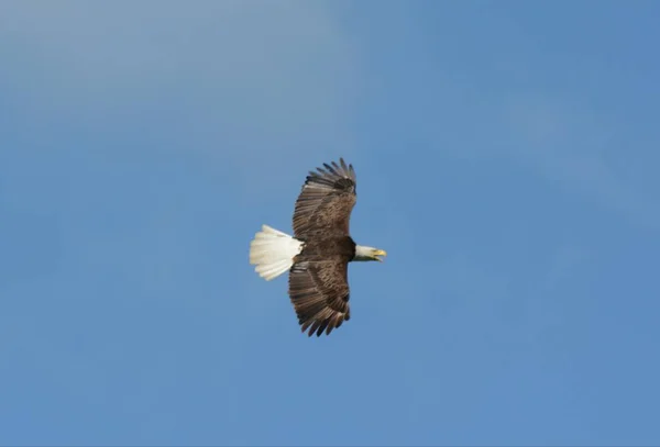 Soaring Eagle On Blue Sky