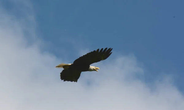 Bald Eagle na poziomie lotu — Zdjęcie stockowe