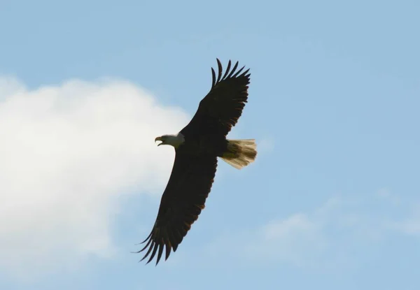 Águia careca semi silhueta aérea — Fotografia de Stock