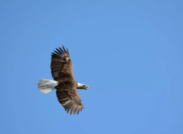 Лысый орел в полете по голубому небу — стоковое фото