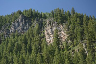 Kaya ve önbellek Ulusal ormanı içinde herdem yeşil