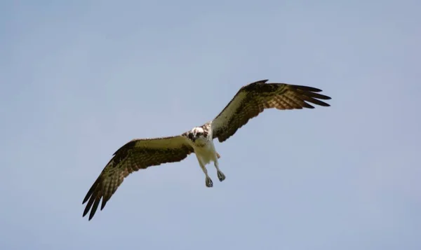 Osprey do Norte Overflight — Fotografia de Stock