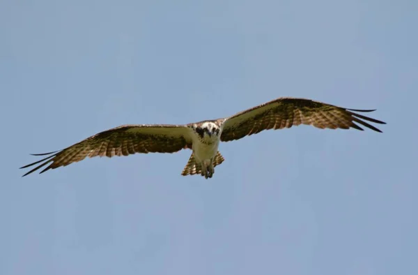 Hoog vliegen Noord Osprey — Stockfoto