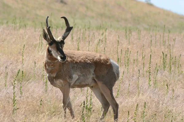 Pronghorn Antelope Standing In A Meadow - Antelope Island State Park, Utah — Stock Photo, Image