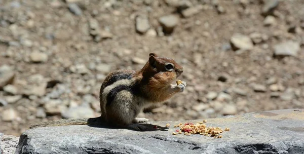 North American Golden Mantled Ground Squirrel — Stock Photo, Image