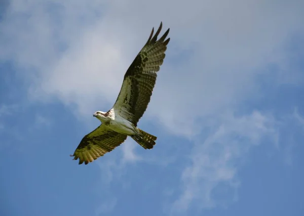 Odisseia de voo norte-americana Osprey — Fotografia de Stock