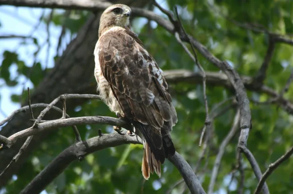 Perching skogsmark röd - Tailed hök — Stockfoto