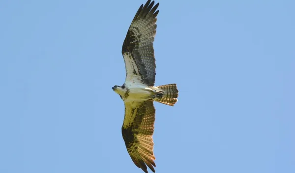 Hoge stijgende Noord Osprey — Stockfoto