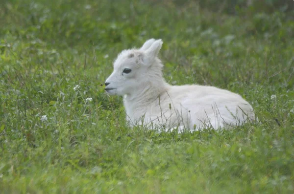 Descansando cordeiro de ovelhas Dall — Fotografia de Stock