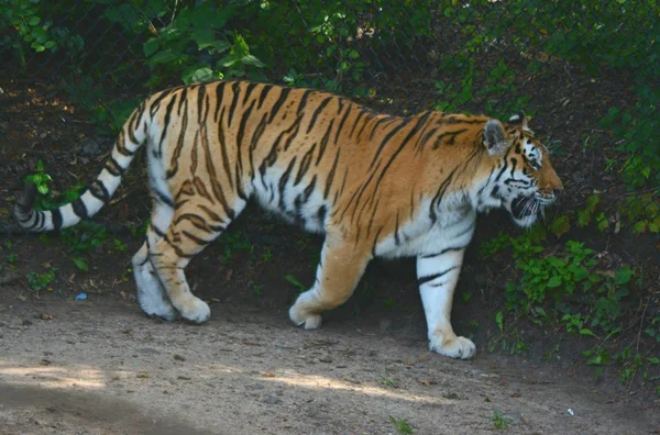 Sombreado viajando tigre Amur — Foto de Stock