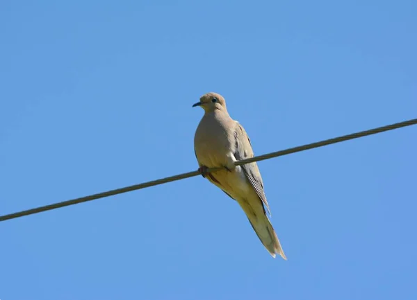 Mourning Dove wznosi się na drut — Zdjęcie stockowe