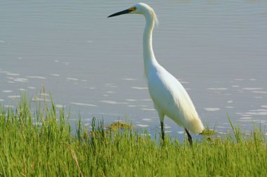 Snowy Egret Standing In Spring Wetland clipart