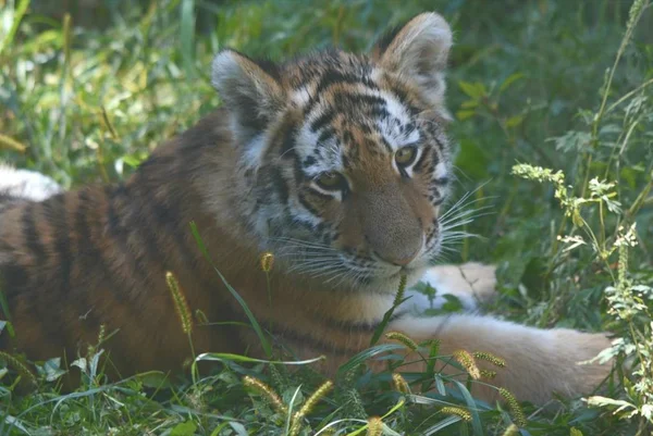 Shaded Tiger Cub Portrait — Stock Photo, Image