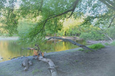 Gölgeli yaz Mississippi Riverscape 