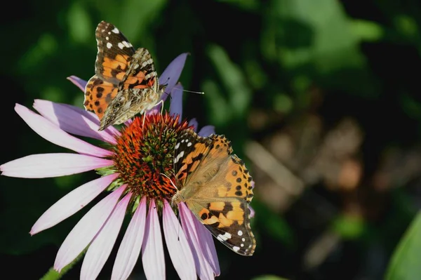 Painted Lady Butterflies Visiting Flower Blossom — Stock Photo, Image