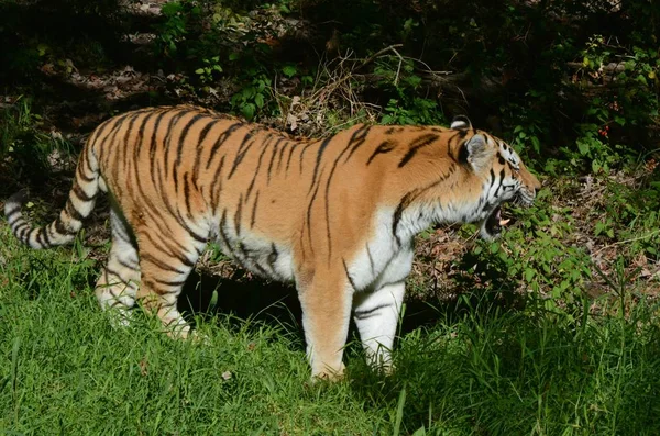 Amur rugiente tigre macho —  Fotos de Stock