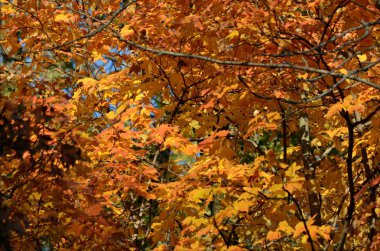 Akçaağaç sonbahar vurgular / tepe upland akçaağaç yaprakları parlak sonbahar Vista'da renkli sahne.