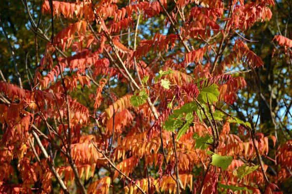 Красочный Гладкий Сумак Яркая Осень Крупным Планом Красочный Гладкий Куст — стоковое фото