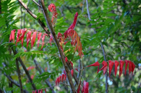Scarlet Mezi Zelené Listí Stínované Doteky Scarlet Podzimního Listí Které — Stock fotografie