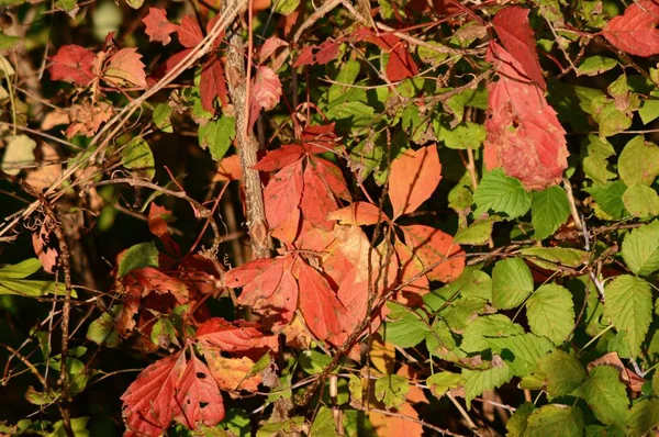 Couleurs Sol Forestier Automne Gros Plan Coloré Abstrait Des Feuilles — Photo