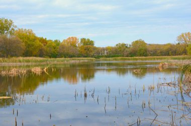 Bir sonbahar havuz peyzaj / sakin sonbahar göz ardı upland orman ve çeşitli sucul flora tatlı su bir su birikintisi üzerinde.