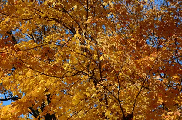華やかな紅葉 明るい日当たりの良い 青空の開口部と秋の葉色は美しい眺め — ストック写真