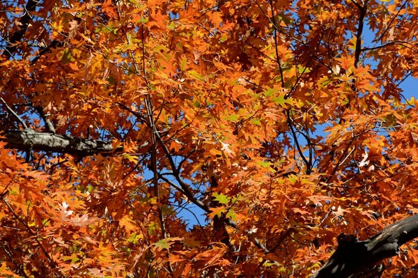 秋天的高峰叶子颜色 阳光的景色在秋天的高峰颜色的橡树叶子 与深蓝色的天空背景 — 图库照片