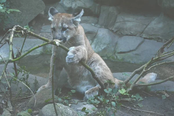 Puma Cub Aktivitet Närbild Nyfiken Puma Unge Utforska Sin Omgivning — Stockfoto