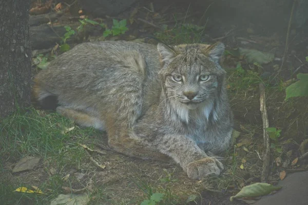 Lynx クローズ アップ展示場でミネソタ動物園で静かに敷設カナダオオヤマネコのクローズ アップの影 — ストック写真