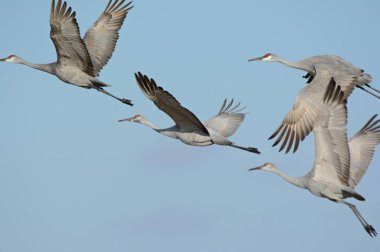Sandhill Cranes Flight / Closeup on a small formation of Sandhill cranes flying across a clear blue sky. clipart