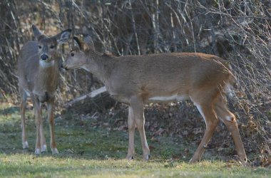 Doe ve Fawn Whitetail Geyik / sonbahar yakalama whitetail geyik doe ve birbirine yakın bir kısa çim alan ayakta açık kahverengi gölgeli.