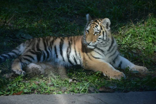 Расслабляющий Амурский Тигр Сезонный Захват Привлекательного Амурского Тигра Тихий Отдых — стоковое фото