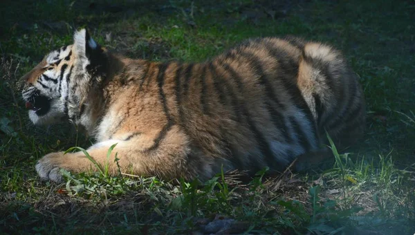 Siberian Tiger Cub Study Shaded Closeup Siberian Tiger Cub Positioned — Stock Photo, Image