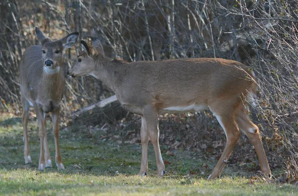 母鹿和驼色尾鹿 阴影秋季捕获的尾鹿母鹿和小鹿 站在附近的一个短草场 — 图库照片