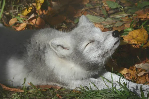 ホッキョクギツネを伸ばし Fox で秋のクローズ アップを魅力的な草と落ち葉のベッドに敷設しながら伸ばして — ストック写真