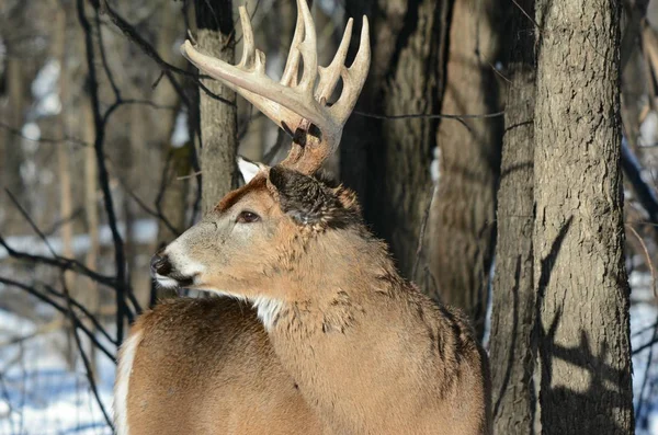 Winter Whitetail Buck Portrait / Bright winter portrait of a large whitetail deer buck, standing still in an upland forest opening.